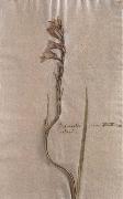 Johann Wolfgang von Goethe Herbarium sheet Sweden oil painting artist